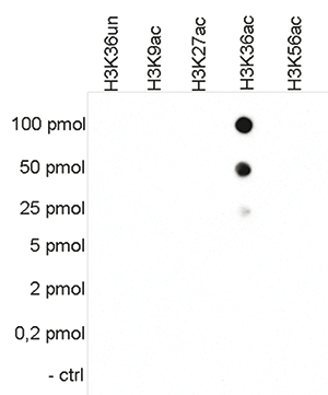 H3K36ac Antibody validated in Dot Blot