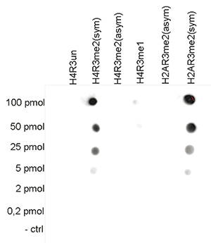 Cross reactivity