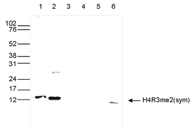 Western blot