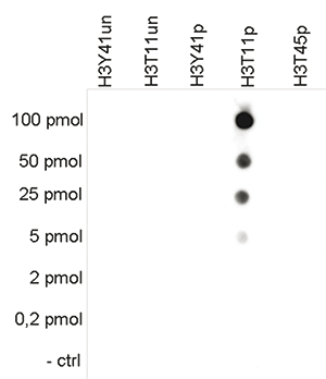 H3T11p Antibody valiadted in Dot Blot