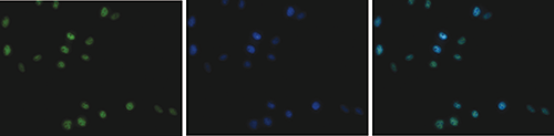 H3T11p Antibody valiadted in Immunofluorescence