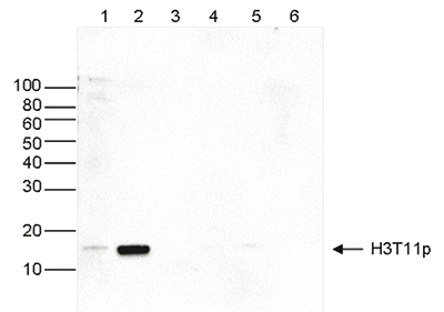 H3T11p Antibody valiadted in Western Blot