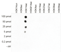 H3K14ac Antibody validated in Dot Blot