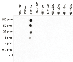 Cross reactivity