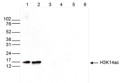 H3K14ac Antibody validated in Western Blot