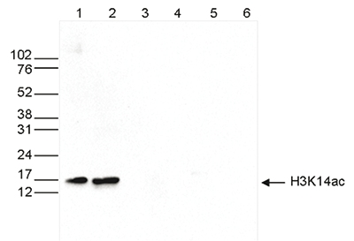 Western blot