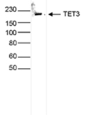 Western blot