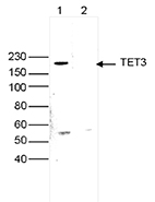 Western blot