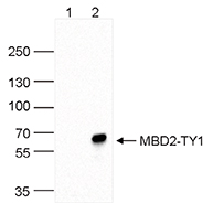 Western blot