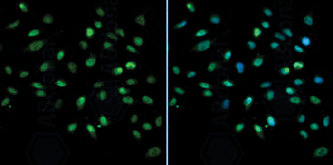 CXXC1 Antibody validated in Immunofluorescence