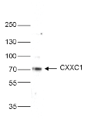 CXXC1 Antibody validated in Western Blot
