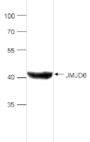 JMJD6 Antibody validated in Western Blot