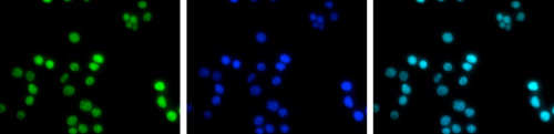 H3K4ac Antibody validated in Immunofluorescence 