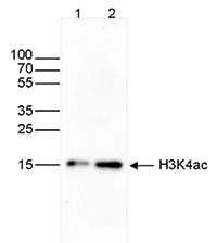 H3K4ac Antibody validated in Western Blot