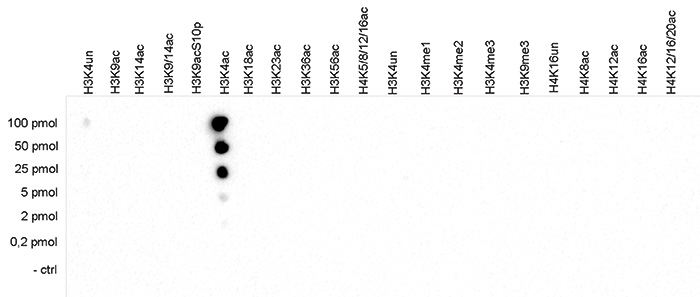 H3K4ac Antibody Dot Blot validation