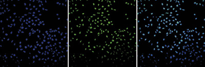 H3pan Antibody validated in Immunofluorescence