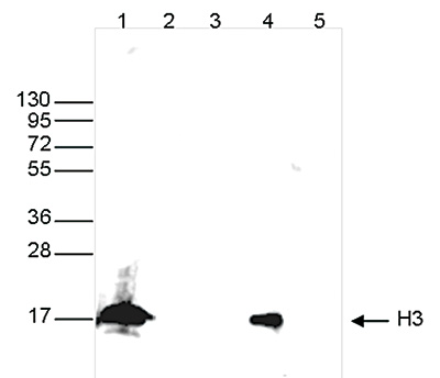 H3pan Antibody validated in Western blot