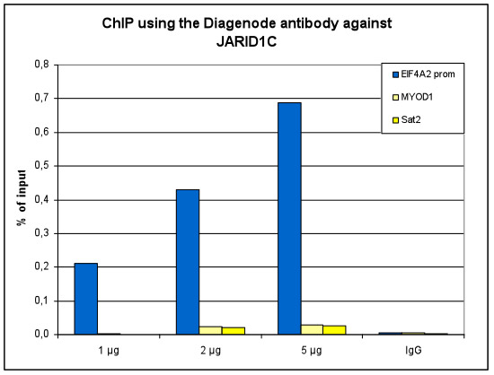 JARID1C Antibody ChIP Grade