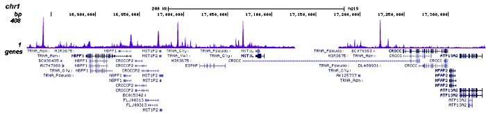 JARID1C Antibody for ChIP-seq