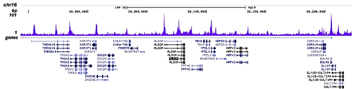 JARID1C Antibody for ChIP-seq assay