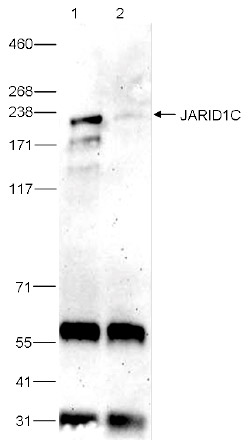 JARID1C Antibody validated in Immunoprecipitation 