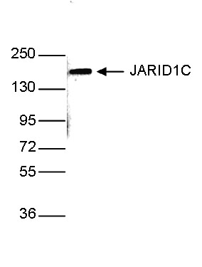 JARID1C Antibody validated in Western blot