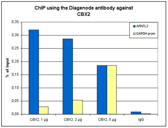 CBX2 Antibody ChIP Grade