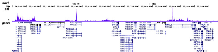 CBX2 Antibody for ChIP-seq 