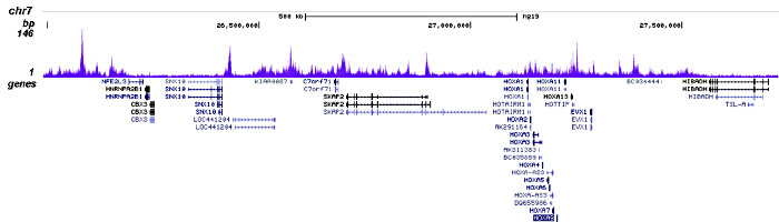 CBX2 Antibody validated in ChIP-seq 