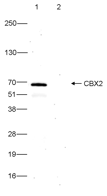 CBX2 Antibody validated in Immunoprecipitation