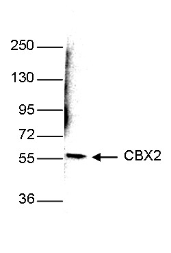 CBX2 Antibody validated in Western Blot