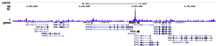 CHD7 Antibody validated in ChIP-seq 
