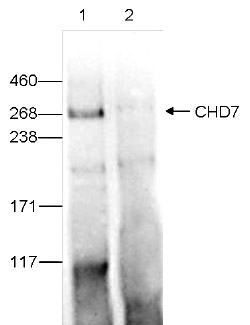 CHD7 Antibody validated in Immunoprecipitation