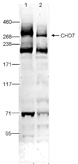 CHD7 Antibody validated in Western Blot