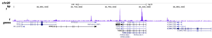 NCOR1 Antibody for ChIP-seq assay