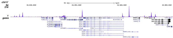 NCOR1 Antibody validated in ChIP-seq 