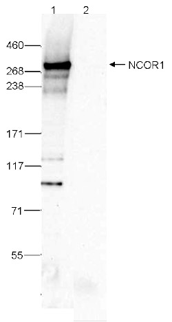 NCOR1 Antibody validated in Immunoprecipitation 