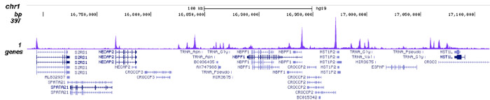 RBBP5 Antibody for ChIP-seq