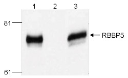 RBBP5 Antibody validated in Immunoprecipitation