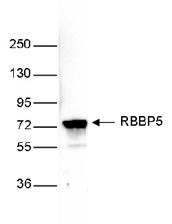 RBBP5 Antibody validated in Western Blot