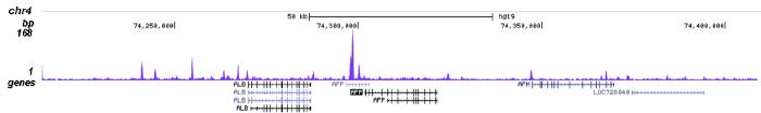 FOXA2 Antibody for ChIP-seq assay