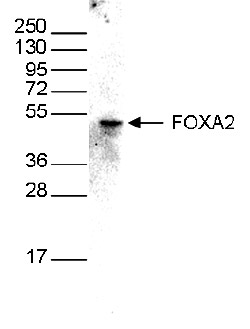 FOXA2 Antibody validated in Western Blot