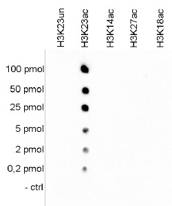 H3K23ac Antibody validate in Dot Blot