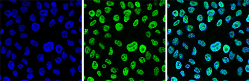 H3K23ac Antibody validated in Immunofluorescence 