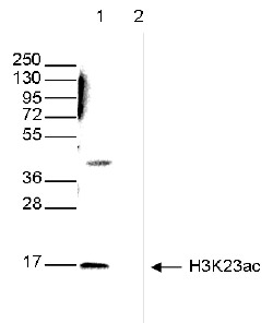 H3K23ac Antibody validated in Western Blot