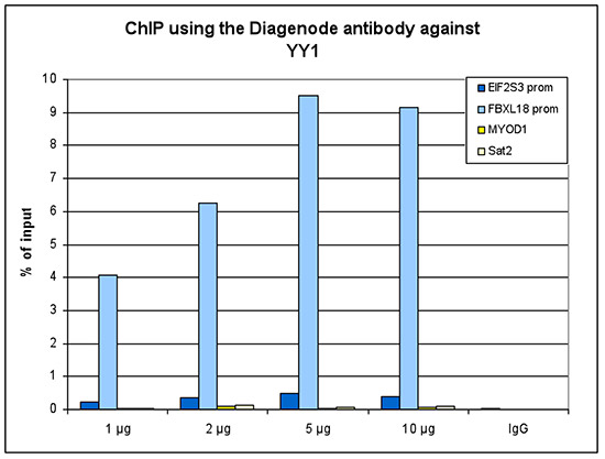 YY1 Antibody ChIP Grade