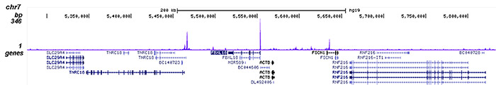 YY1 Antibody for ChIP-seq assay