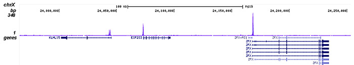 YY1 Antibody validated in ChIP-seq