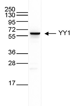 YY1 Antibody validated in Western Blot