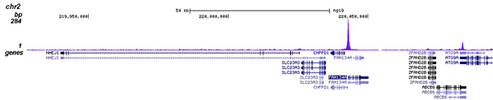 HDAC3 Antibody for ChIP-seq assay